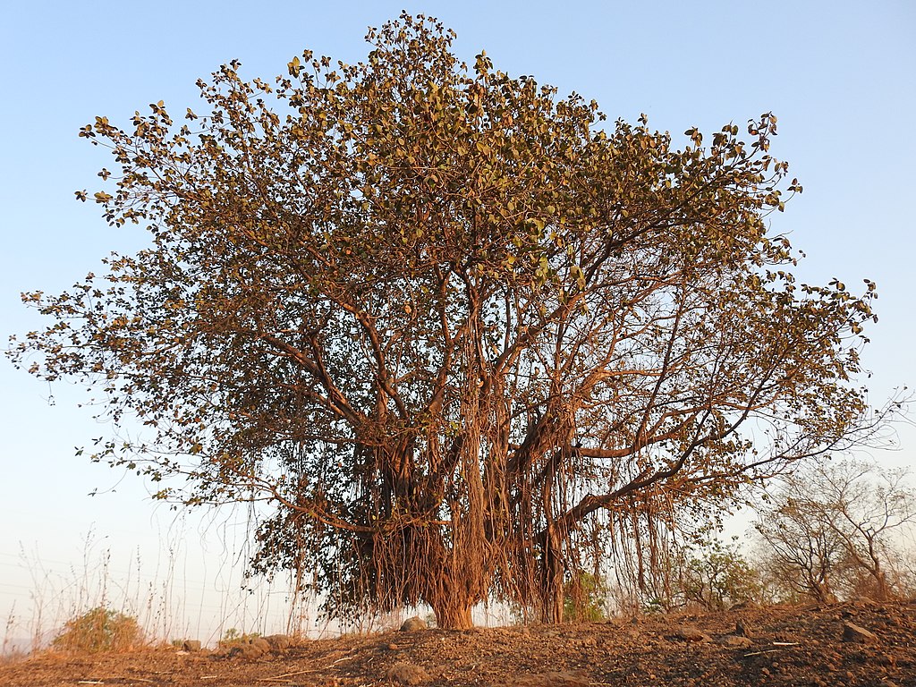 A photo of a banyan tree in India.